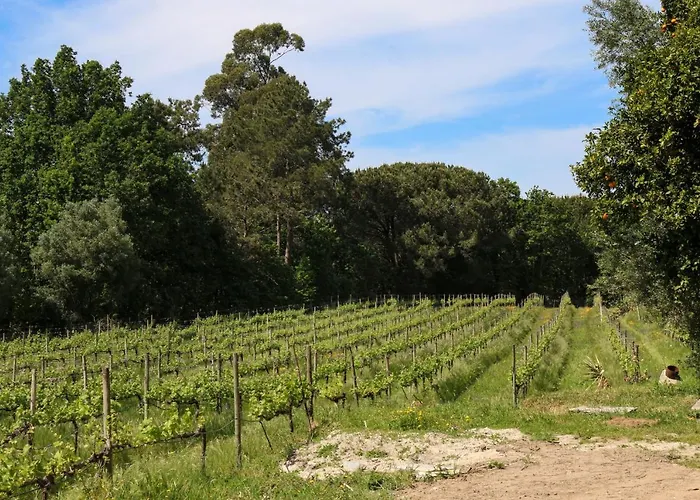 Quinta De Chousas - Braga - Agroturismo